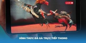 đá gà thomo tại 98win